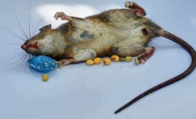 lutte antiparasitaire se debarrasser efficacement dun rat dans la paroi