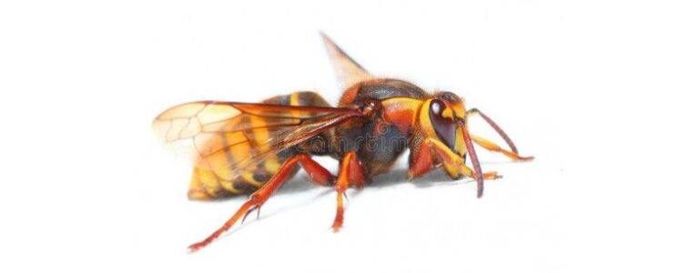 lutte antiparasitaire solutions efficaces contre les frelons