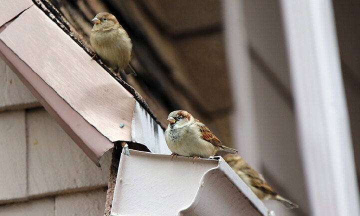 lutte antiparasitaire solutions efficaces contre les nuisances doiseaux en toiture