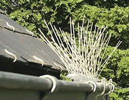 lutte antiparasitaire solutions efficaces contre les oiseaux sur les tuiles