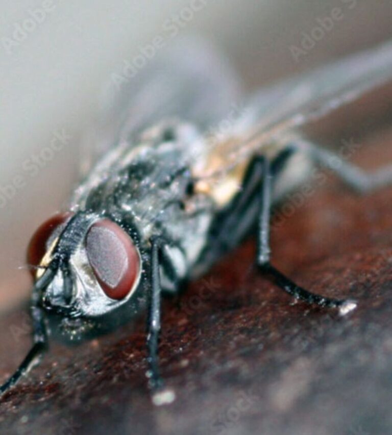 lutte antiparasitaire solutions efficaces contre les tiques et les taupes