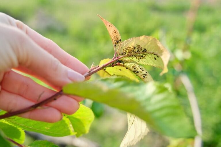 lutte antiparasitaire utilisez lhuile essentielle de souris pour eliminer les nuisibles
