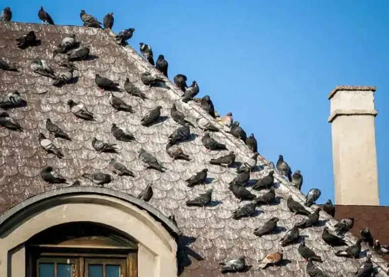 lutte antipigeons conseils pour eliminer ces nuisibles du toit