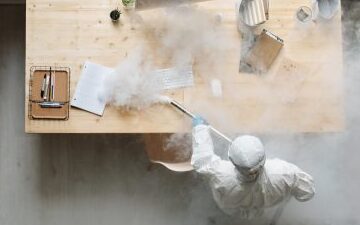 lutte antitermites conseils pour proteger vos palmiers