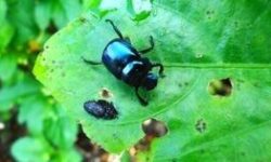 lutte-contre-la-beorance-de-charcuterie-prevenir-et-eliminer-les-nuisibles-verts-pales