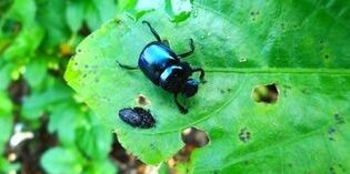 lutte contre la beorance de charcuterie prevenir et eliminer les nuisibles verts pales