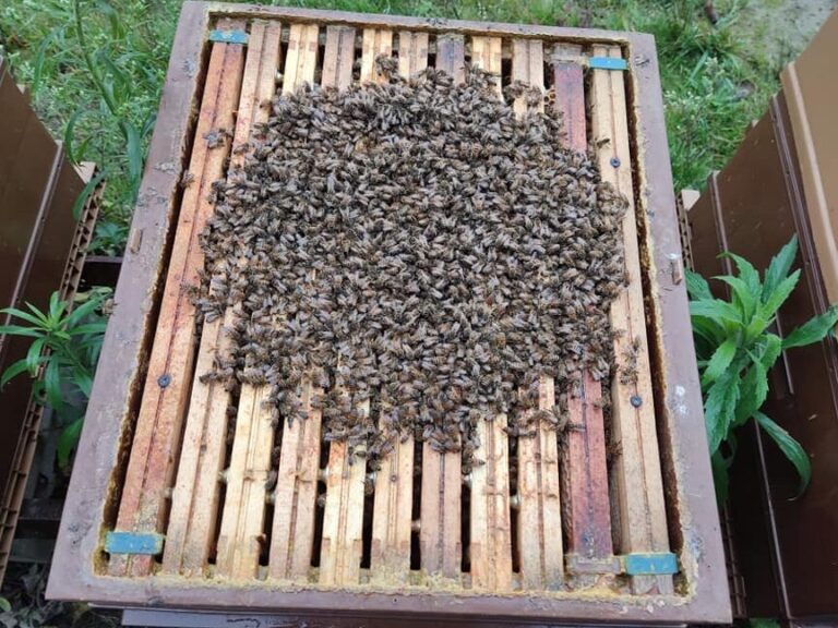 lutte contre la mortalite des abeilles solutions efficaces