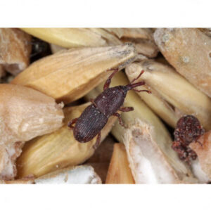Piège à Charançon Du Pain Pafnisoin - 8 Pièces Avec Phéromones, Pour éliminer Les Insectes Des Farines - 5