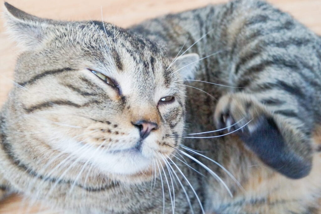 lutte contre le chat araignee de loup conseils et solutions antiparasitaires