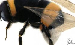 lutte-contre-le-nid-de-bourdons-conseils-et-solutions-efficaces