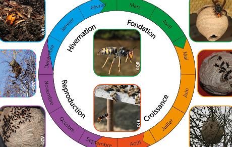lutte contre le nid de hornet a face chauve conseils dexperts en lutte antiparasitaire