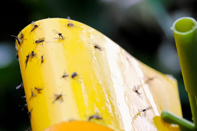 lutte contre le vol des fruits comment se debarrasser des moucherons