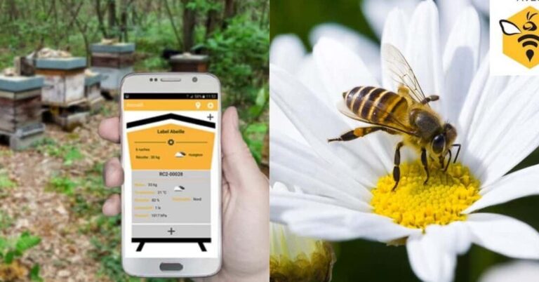 lutte contre les abeilles a levallois solutions efficaces et durables
