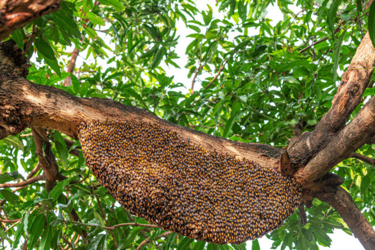 lutte contre les abeilles laissees apres un essaim conseils et solutions