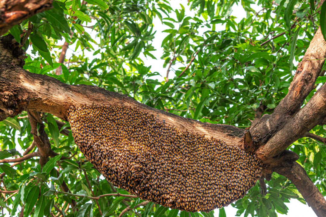 lutte-contre-les-abeilles-laissees-apres-un-essaim-conseils-et-solutions
