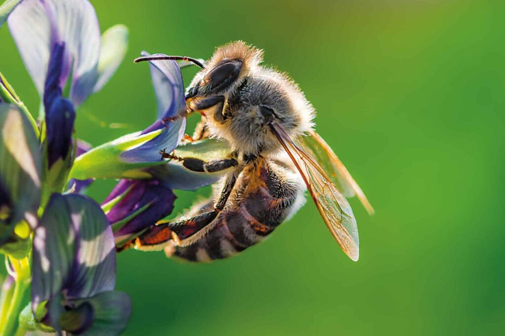 lutte contre les abeilles tueuses conseils et solutions efficaces