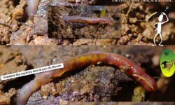 Lutte contre les bougs puants : Conseils pratiques pour éliminer ces nuisibles de votre maison lutte-contre-les-bougs-puants-conseils-pratiques-pour-eliminer-ces-nuisibles-de-votre-maison