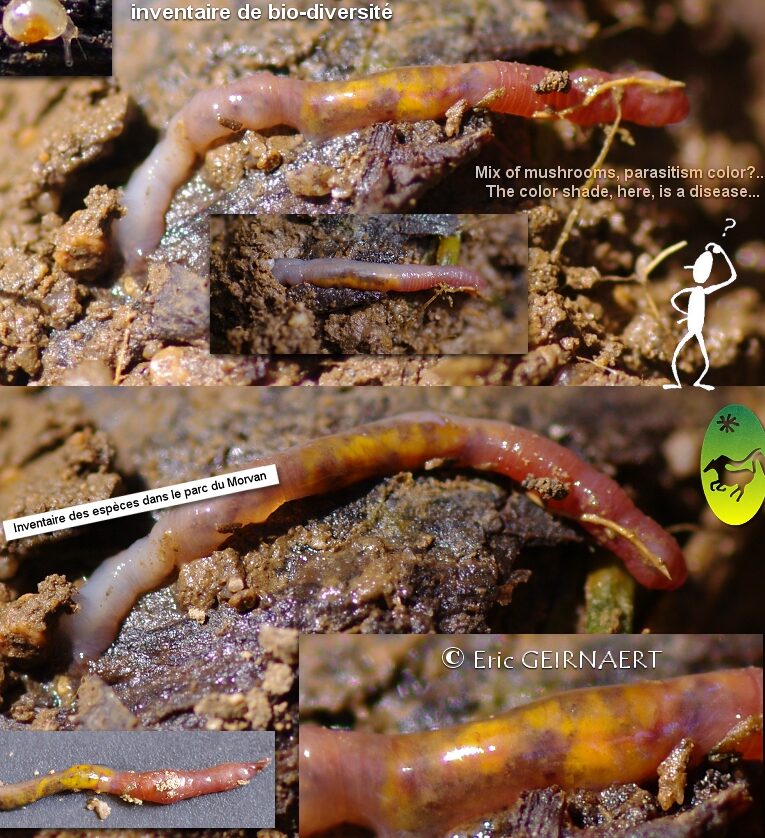 lutte contre les bougs puants conseils pratiques pour eliminer ces nuisibles de votre maison