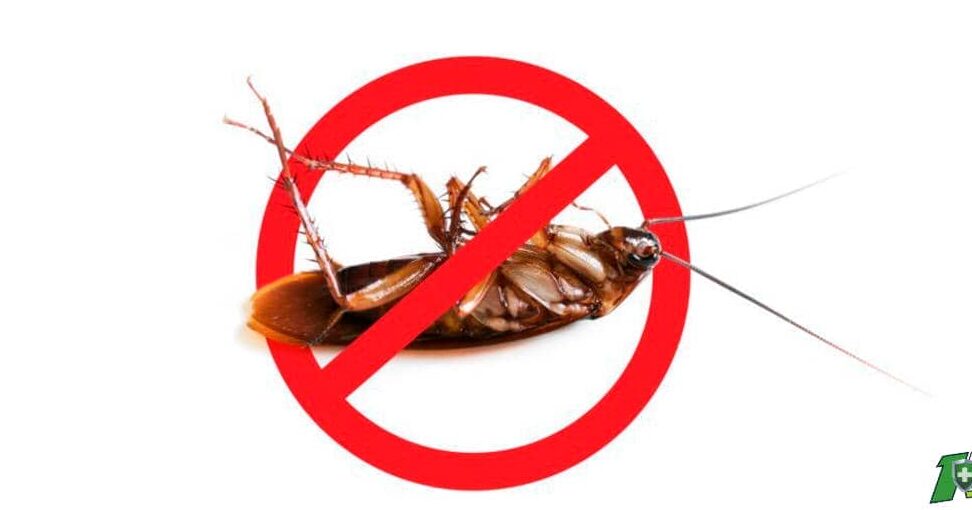 lutte contre les cafards utilisez lacide borique pour eliminer efficacement ces nuisibles