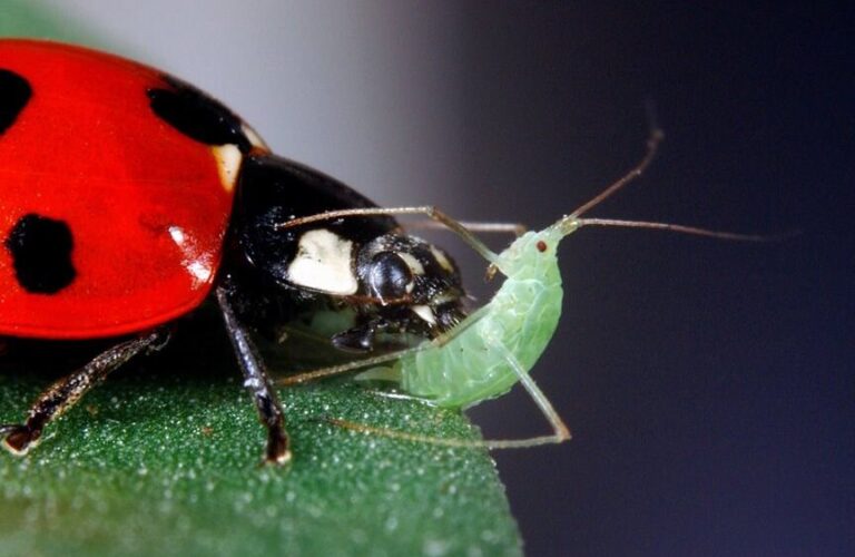 lutte contre les coccinelles asiatiques conseils et solutions efficaces