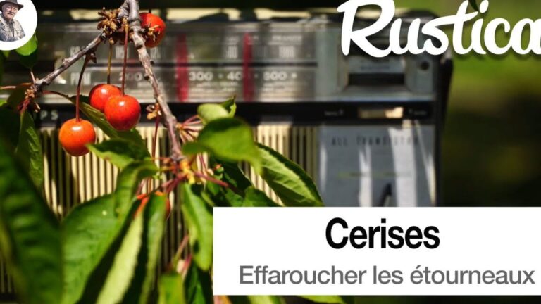 lutte contre les etourneaux nuisibles solutions efficaces et durables
