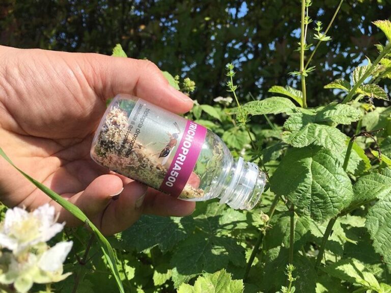 lutte contre les mouches des fruits stoppez les nuisibles en un clin doeil
