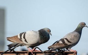 lutte contre les parasites du pigeon conseils et solutions efficaces