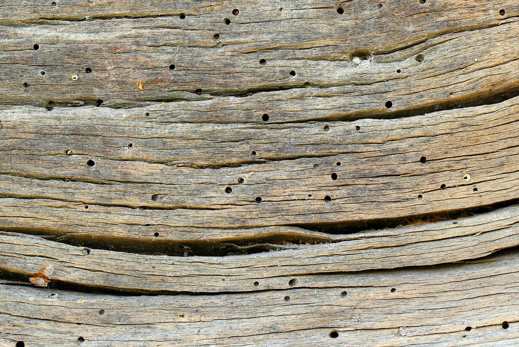 lutte contre les petits trous dans le jardin conseils dexperts en nuisibles