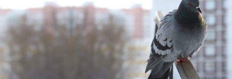 lutte contre les puces de pigeons conseils et solutions efficaces