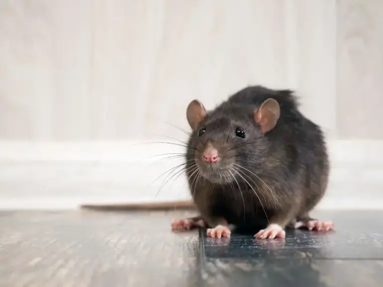 lutte contre les rats comment sen debarrasser efficacement