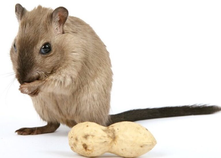 lutte contre les rats dans les canalisations conseils et solutions efficaces