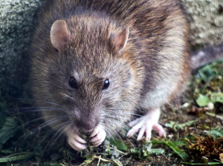 lutte contre les rats en appartement conseils pratiques