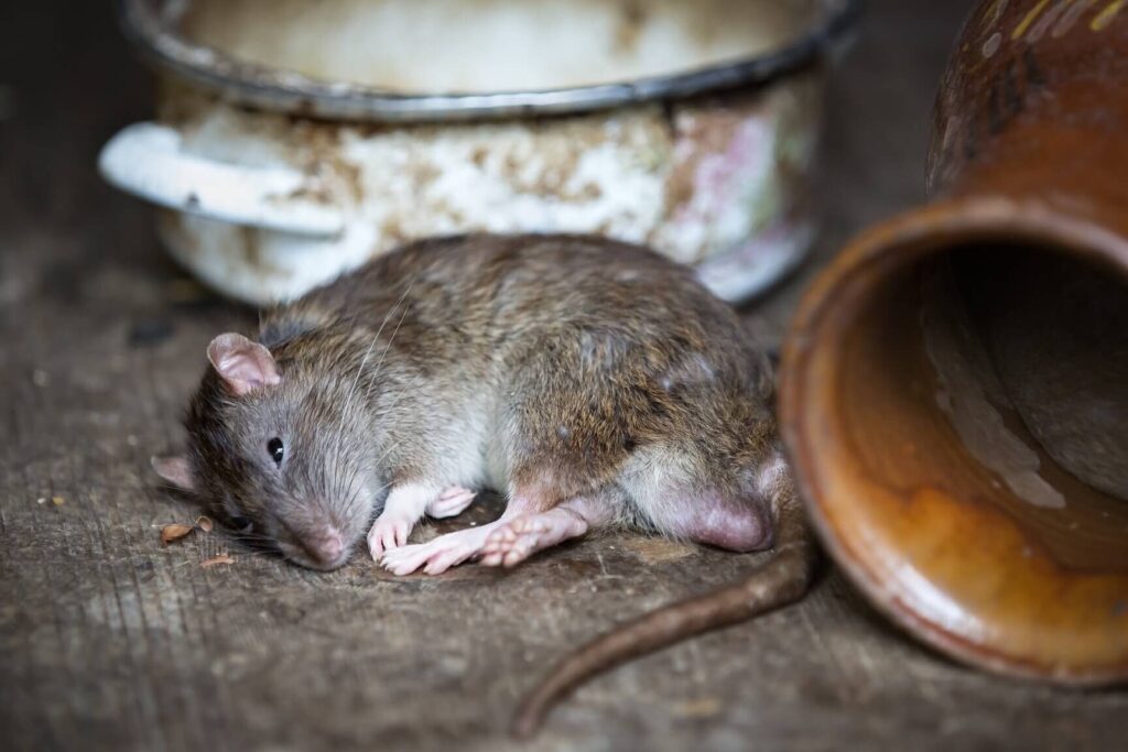 Lutte contre les rats en grenier : conseils et solutions efficaces 1 lutte contre les rats en grenier conseils et solutions efficaces