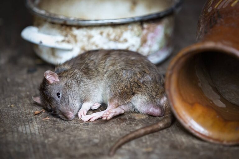 lutte contre les rats en grenier conseils et solutions efficaces