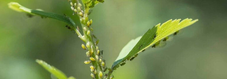 lutte contre les ravageurs maitrise efficace des parasites