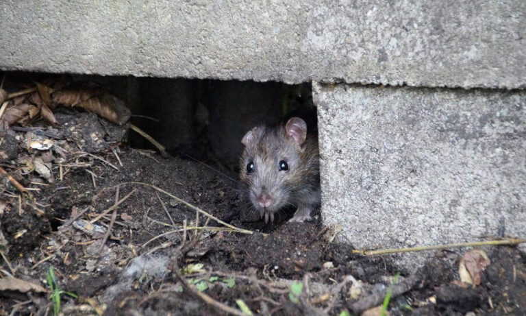 lutte contre les souris dans les murs solutions efficaces sans intrusion