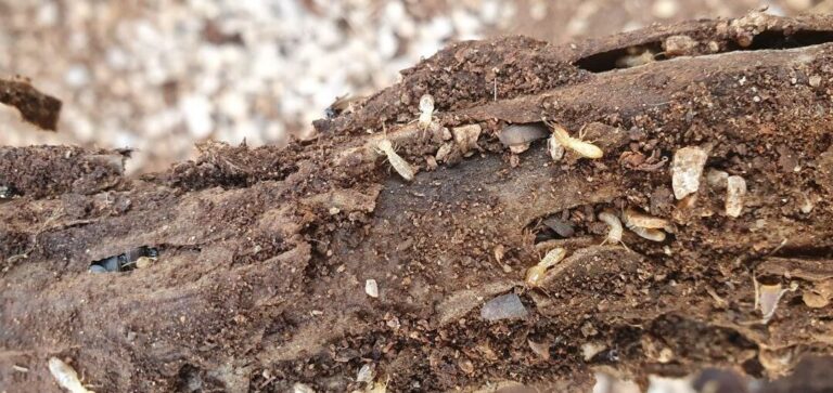 lutte contre les termites faites appel a un avocat expert en extermination