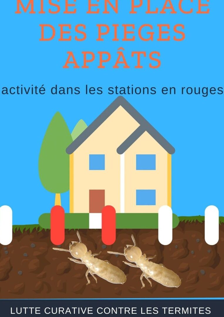 lutte contre les termites les methodes efficaces pour eliminer ces nuisibles