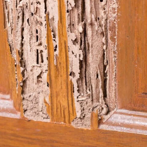 lutte contre les termites solutions efficaces pour eliminer ce probleme