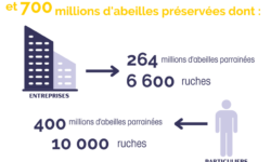 lutte-contre-lessaim-de-veste-jaune-conseils-et-solutions-efficaces
