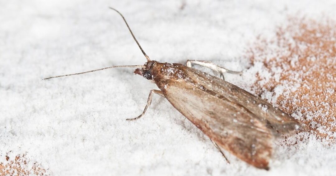 lutte contre linvasion de papillons de nuit conseils et solutions efficaces