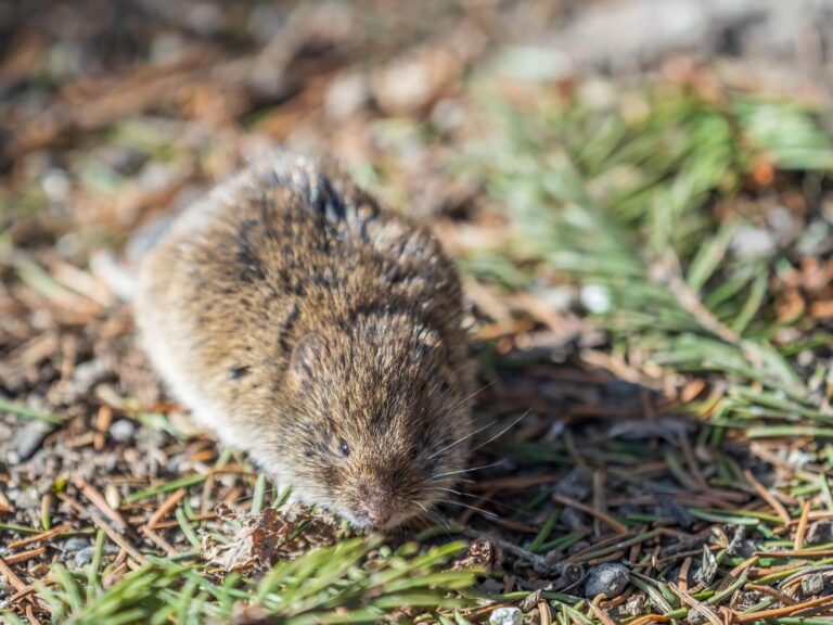lutte efficace contre la grosse souris des champs conseils et solutions