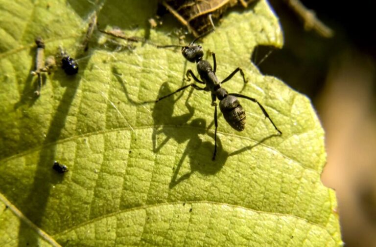 lutte efficace contre la mouche de fourmis noire conseils et astuces
