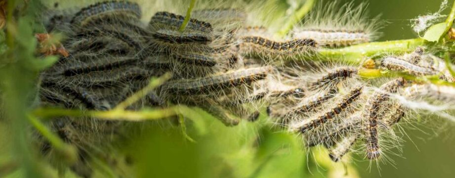 lutte efficace contre la roach emeraude asiatique conseils dexpert en nuisibles