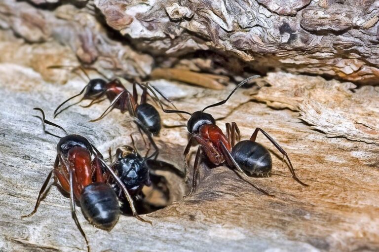 lutte efficace contre le nid de fourmis conseils et solutions antiparasitaires