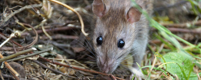lutte efficace contre les acariens sur les rats domestiques