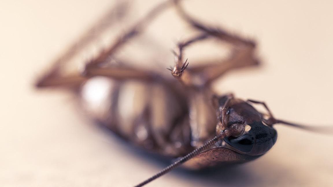 lutte efficace contre les cafards en appartement conseils pratiques