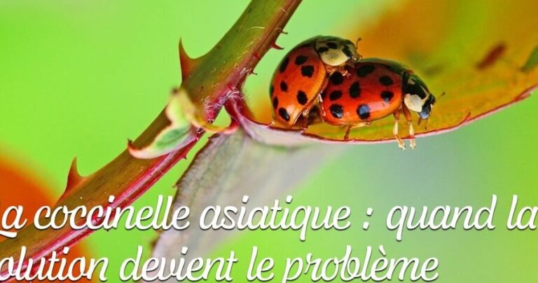 lutte efficace contre les coleopteres japonais astuces et conseils