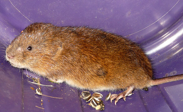 lutte efficace contre les crottes de mulot conseils et solutions