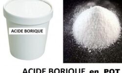 lutte-efficace-contre-les-fourmis-avec-lacide-borique